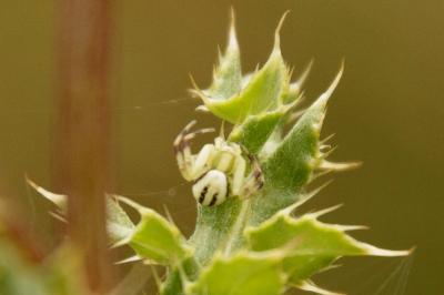 Misumena vatia