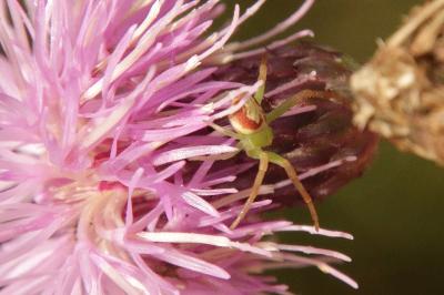 Ebrechtella tricuspidata