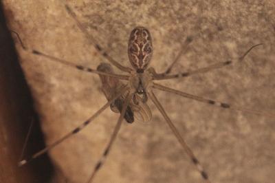 Holocnemus pluchei