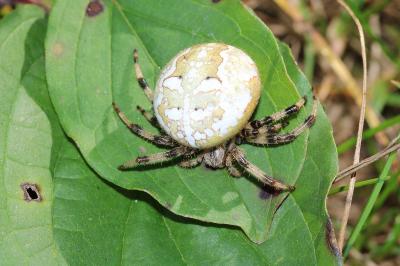 Araneus quadratus
