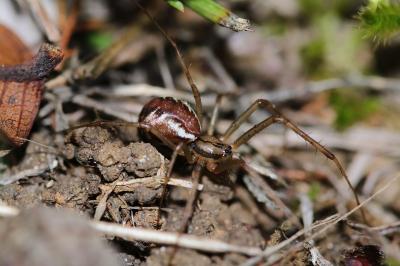 Linyphia triangularis