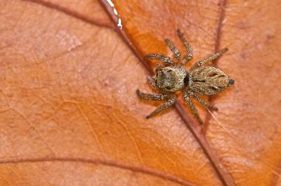 Evarcha arcuata