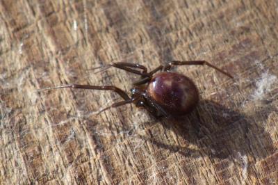Steatoda grossa