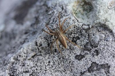 Pisaura mirabilis