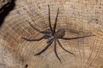 Eratigena atrica