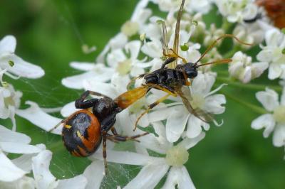 Synema globosum