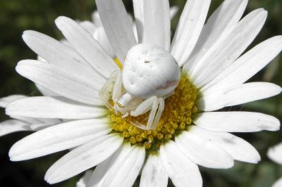 Misumena vatia