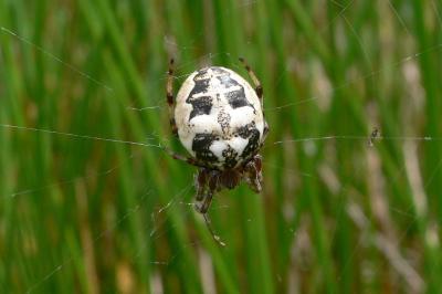 Larinioides cornutus