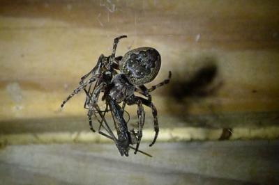 Nuctenea umbratica