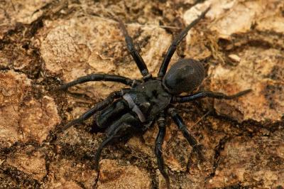Atypidae