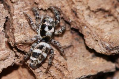 Salticus scenicus