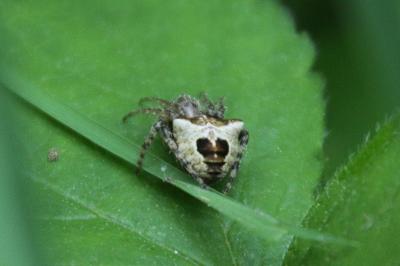 Gibbaranea bituberculata