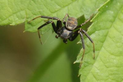 Xysticus kempeleni