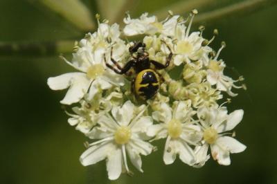 Synema globosum