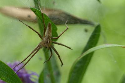 Pisaura mirabilis