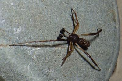 Episinus truncatus