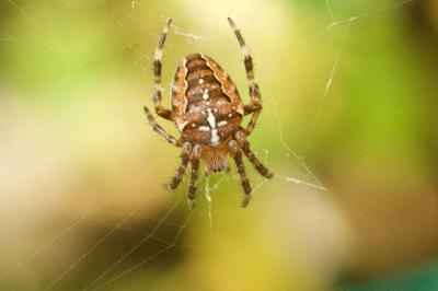 Araneidae