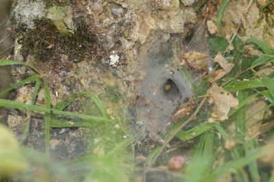 Agelena labyrinthica