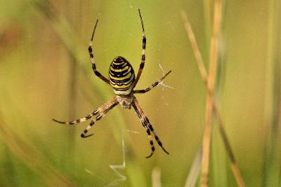 Argiope bruennichi