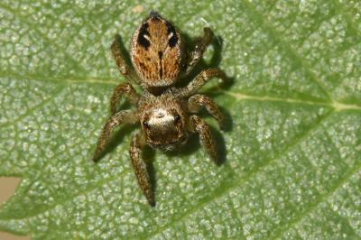 Salticidae