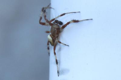 Araneus marmoreus