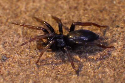 Gnaphosidae