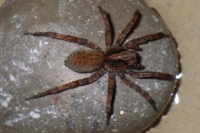 Trochosa terricola