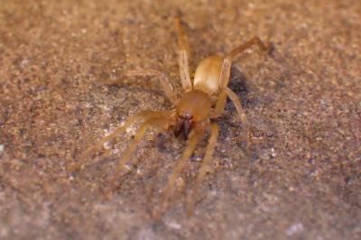 Clubiona terrestris