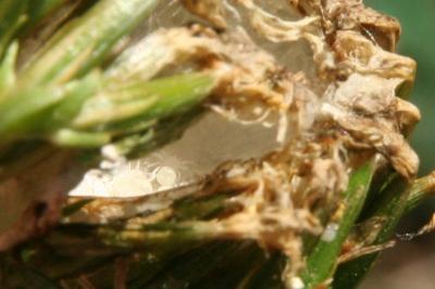 Thomisus onustus