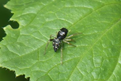 Heliophanus cupreus