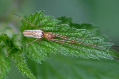 Tetragnathidae