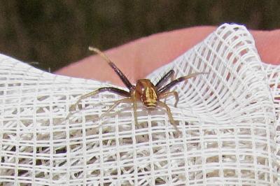 Xysticus erraticus