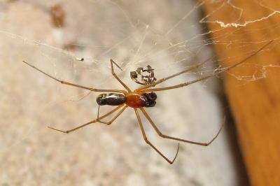 Frontinellina frutetorum