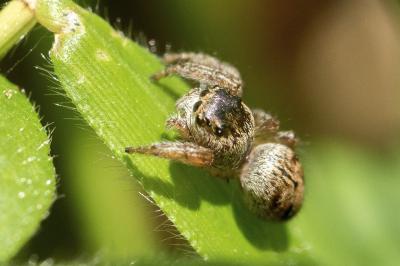 Evarcha arcuata