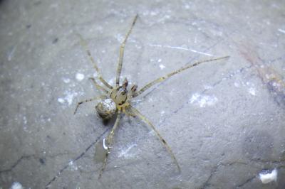 Ero aphana