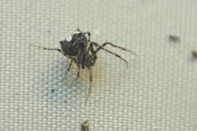 Ero aphana
