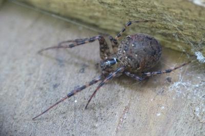 Metellina merianae