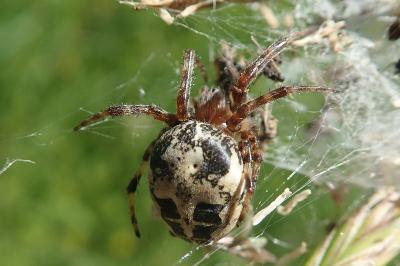 Larinioides cornutus