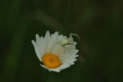 Misumena vatia