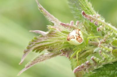 Ebrechtella tricuspidata