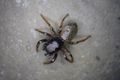 Heliophanus aeneus