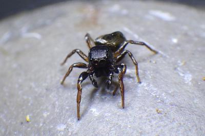 Heliophanus aeneus