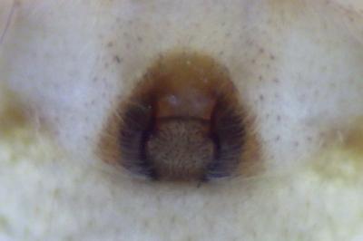Philodromus aureolus