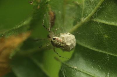 Platnickina tincta