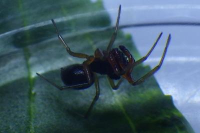 Prinerigone vagans