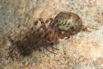 Metellina merianae