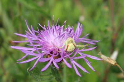 Misumena vatia