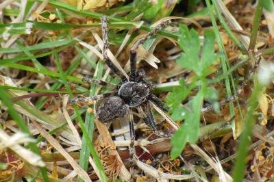 Nuctenea umbratica