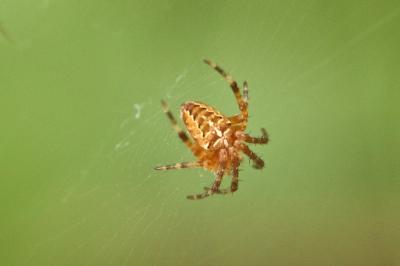 Araneus diadematus