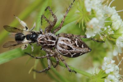 Oxyopes heterophthalmus